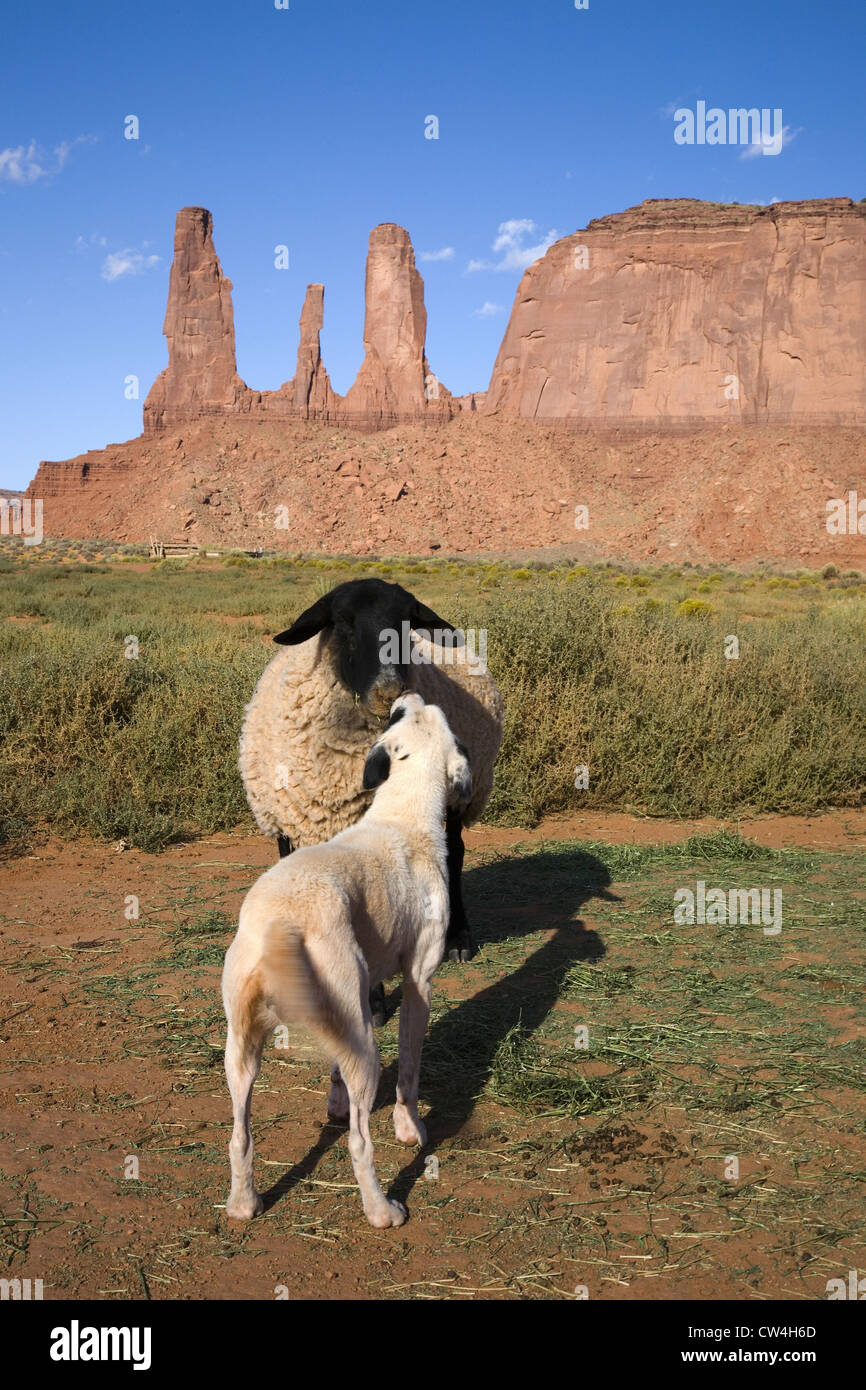 Chien posant devant les flèches colorées rouge buttes Monument Valley Navajo Tribal Park l'Utah du sud, près de la frontière de l'Arizona Banque D'Images