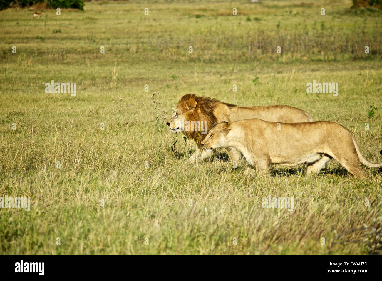 Les lions mâles et femelles. Le Botswana, l'Afrique. Banque D'Images