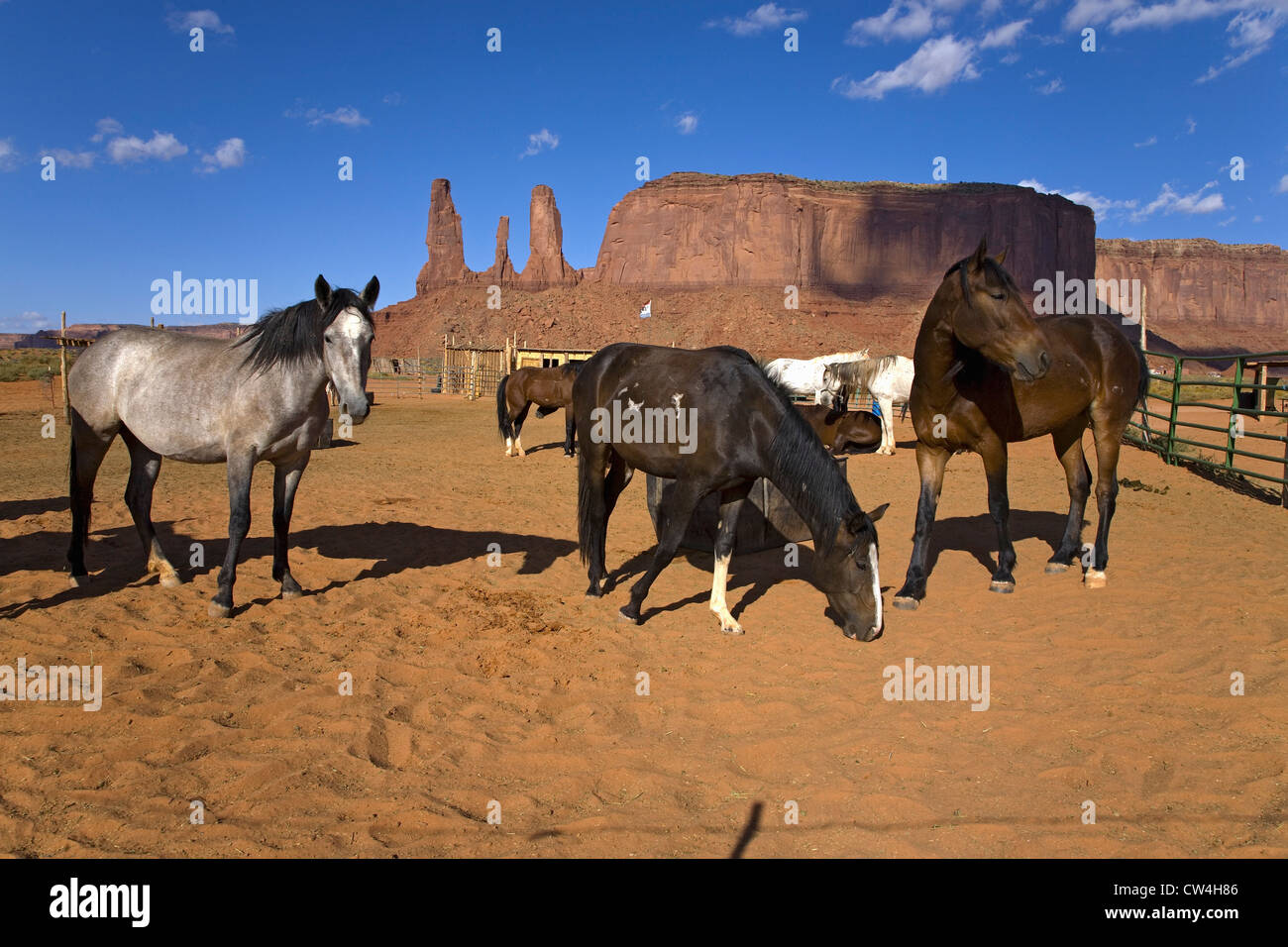 Le pâturage des chevaux devant red buttes flèches colorées Monument Valley Navajo Tribal Park l'Utah du sud, près de la frontière de l'Arizona Banque D'Images