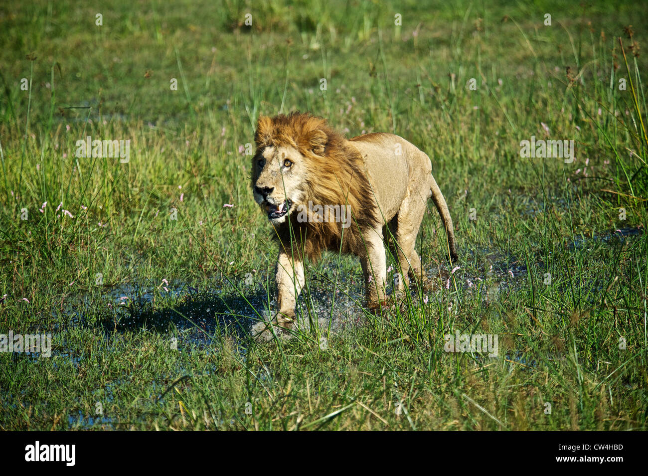 Portrait d'un lion. Le Botswana, l'Afrique. Banque D'Images