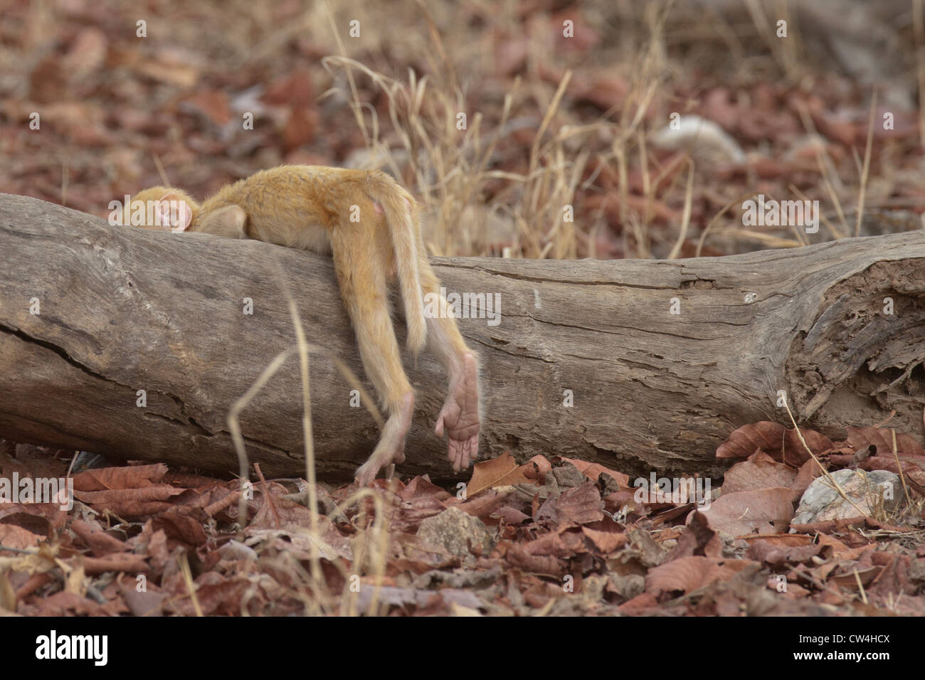 Macaque rhésus près de couleur dorée autour d'itinérance Pench Tiger Reserve / National / sanctuaire dans le Madhya Pradesh, Inde Banque D'Images