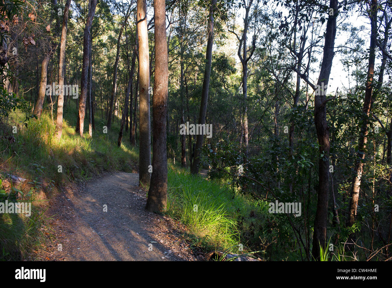 Une piste qui traverse le Mont Coot-tha dans le Queensland en Australie. Banque D'Images