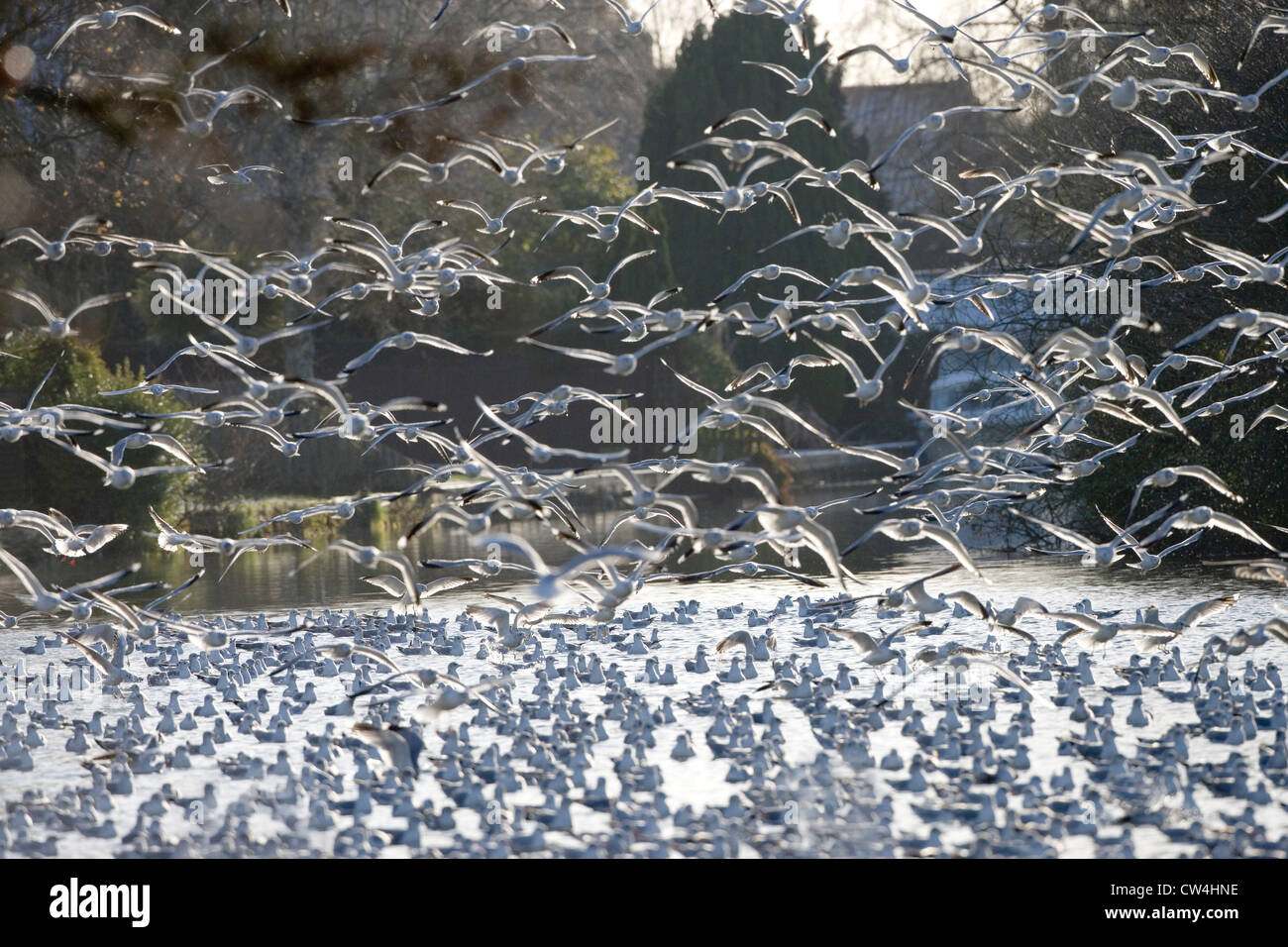 Les goélands à tête noire (Larus ridibundus). En plumage d'hiver. Départ de roost, rivière Bure, Norfolk. Décembre. L'hiver. Banque D'Images