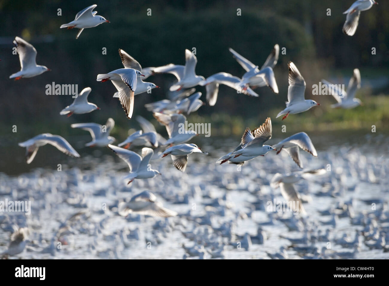Les goélands à tête noire (Larus ridibundus). En plumage d'hiver. Départ de roost, rivière Bure, Norfolk. Décembre. L'hiver. Banque D'Images