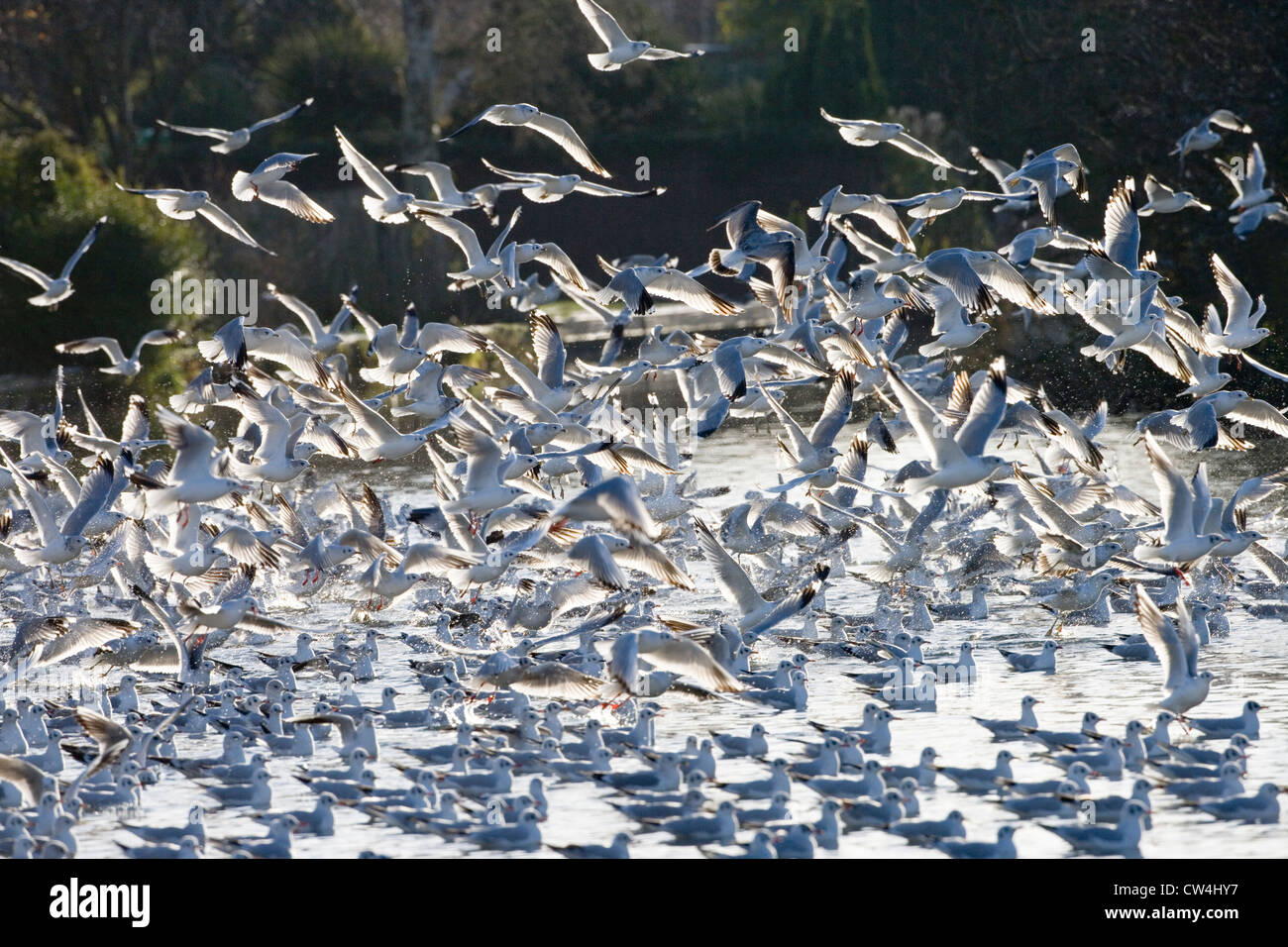 Les goélands à tête noire (Larus ridibundus). En plumage d'hiver. Départ de roost, rivière Bure, Norfolk. Décembre. L'hiver. Banque D'Images