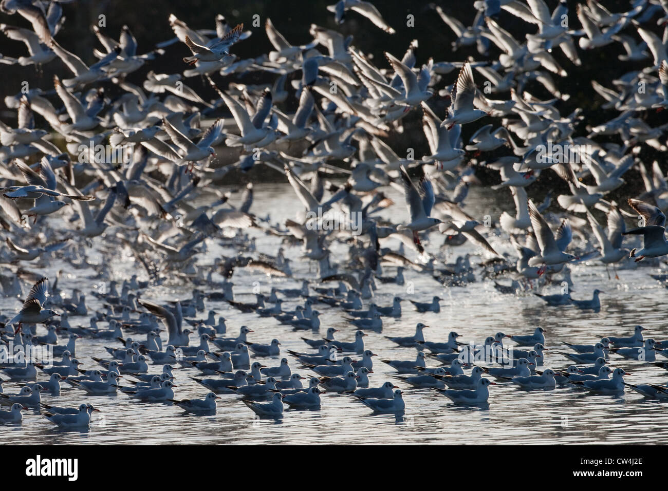Les goélands à tête noire (Larus ridibundus). En plumage d'hiver. Départ de roost, rivière Bure, Norfolk. Décembre. L'hiver. Banque D'Images