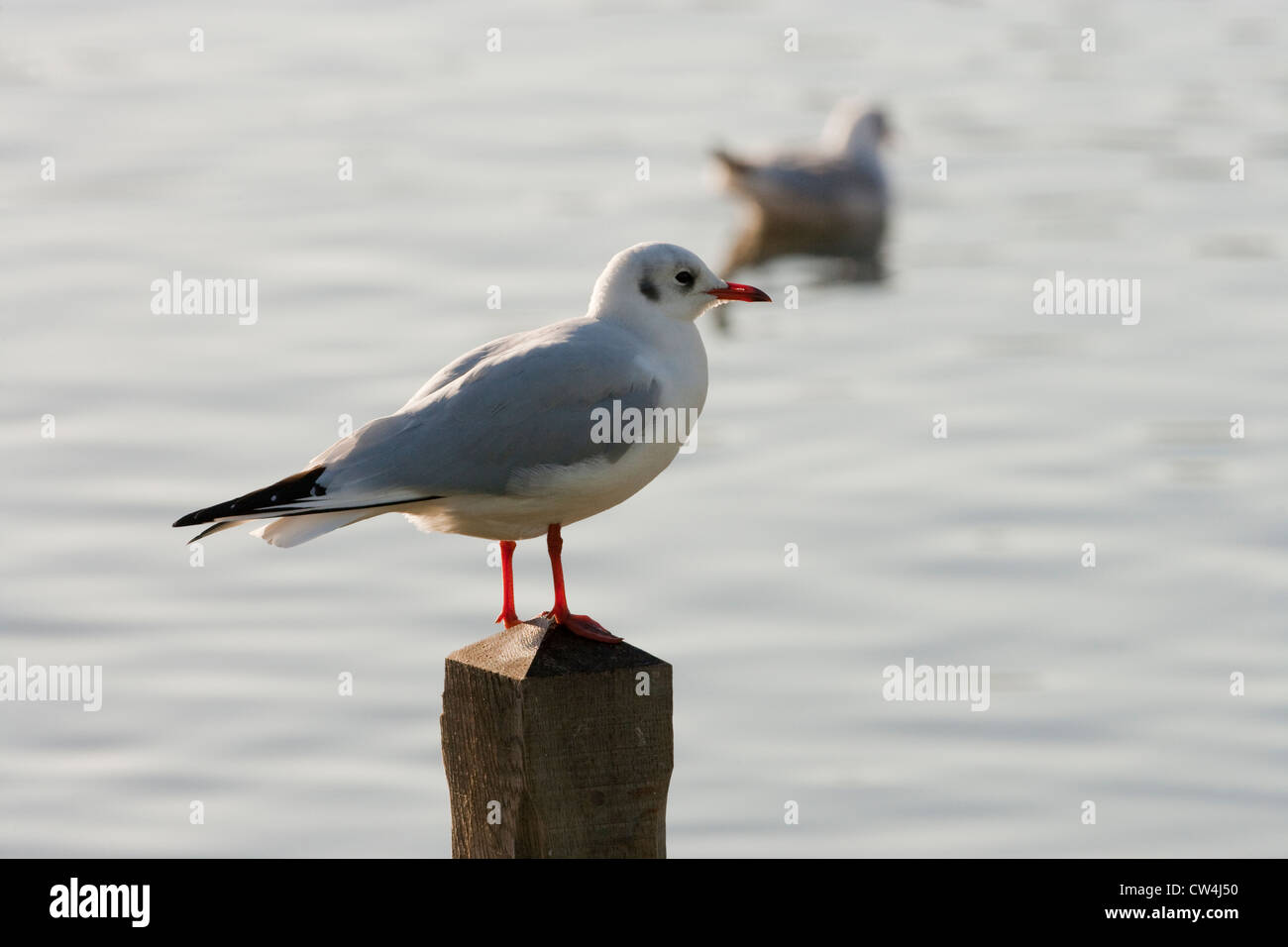 Mouette rieuse (Larus ridibunda). Le plumage d'hiver. Perché sur quai, rivière Bure, Coltishall, Norfolk. Banque D'Images