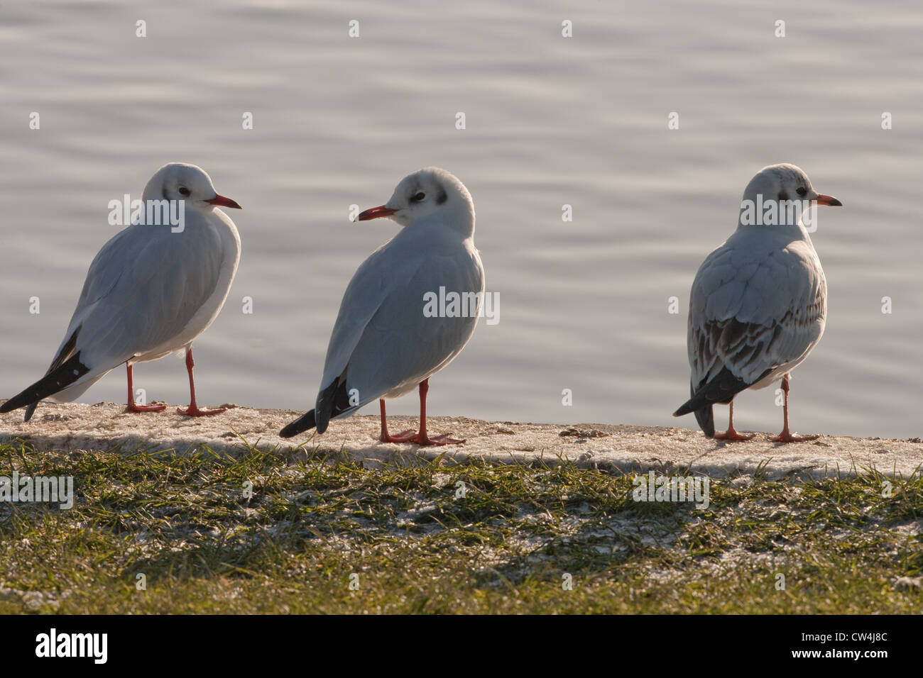 Les goélands à tête noire (Larus ridibunda). Le plumage d'hiver. Perché sur quai, rivière Bure, Coltishall, Norfolk. Banque D'Images