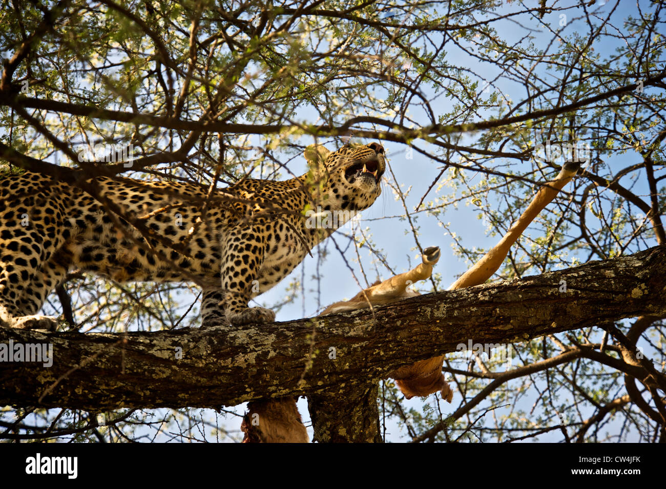 Leopard dans arbre à tuer. L'Afrique. Banque D'Images