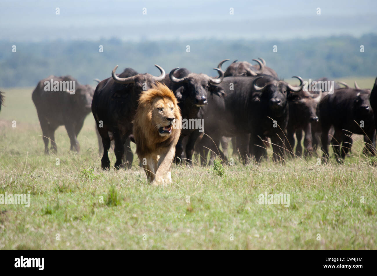 https://c8.alamy.com/compfr/cw4jtm/les-lions-s-attaquer-a-buffalo-cw4jtm.jpg