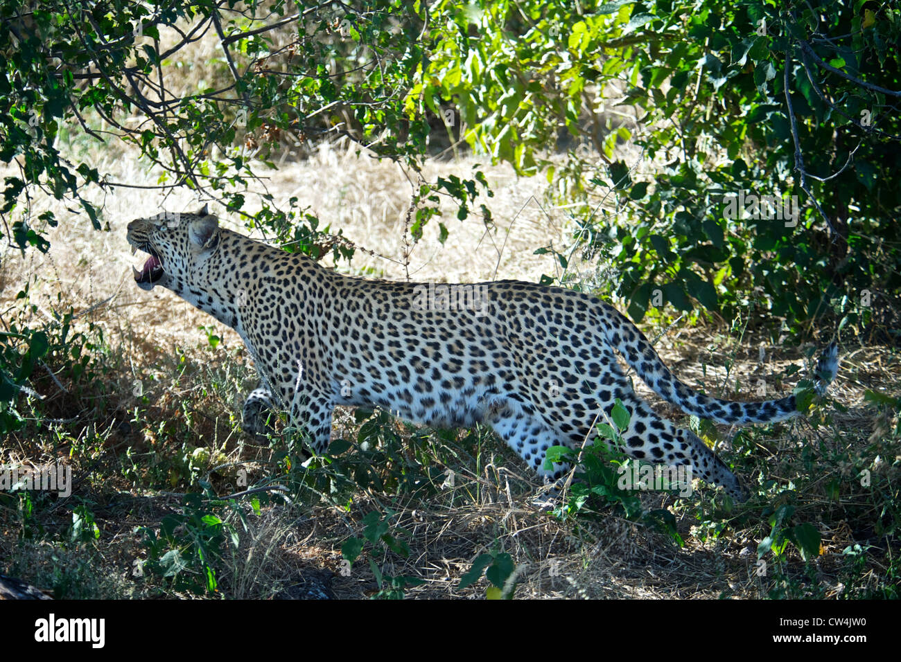 Leopard. Le Botswana, l'Afrique. Banque D'Images