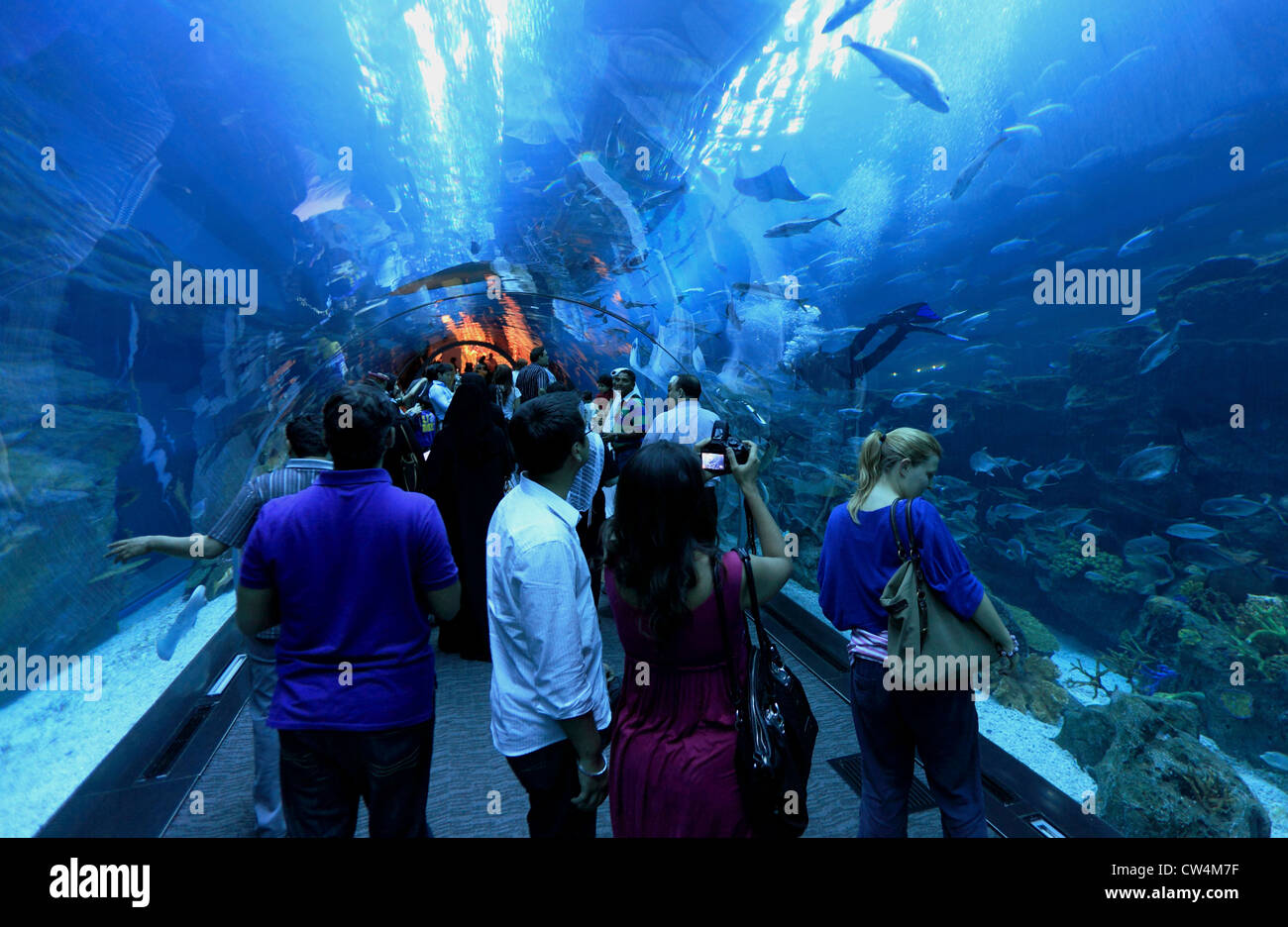 3589. Aquarium, Centre Commercial de Dubaï, DUBAÏ, ÉMIRATS ARABES UNIS. Banque D'Images