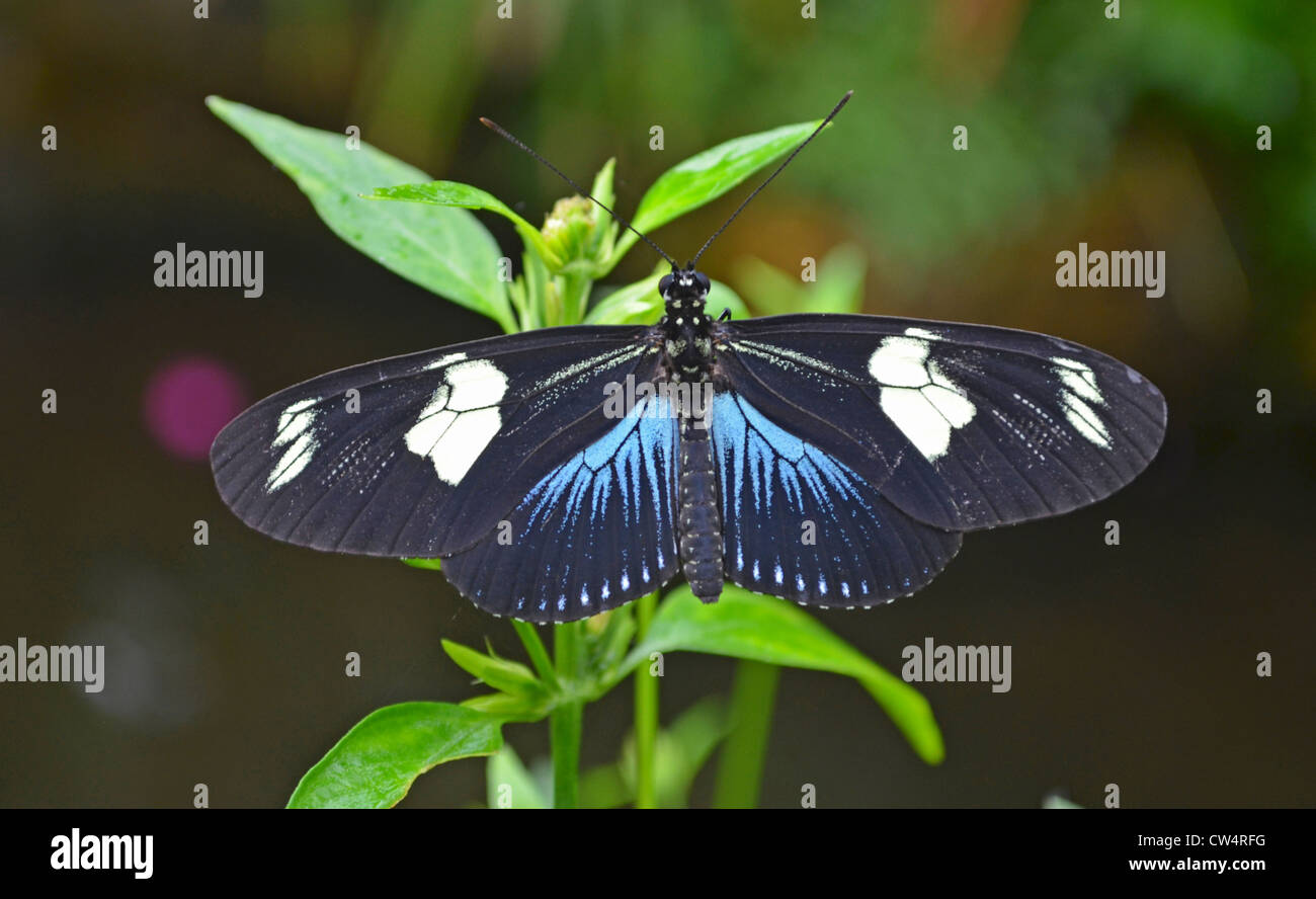 Petit papillon bleu Grecian Banque D'Images