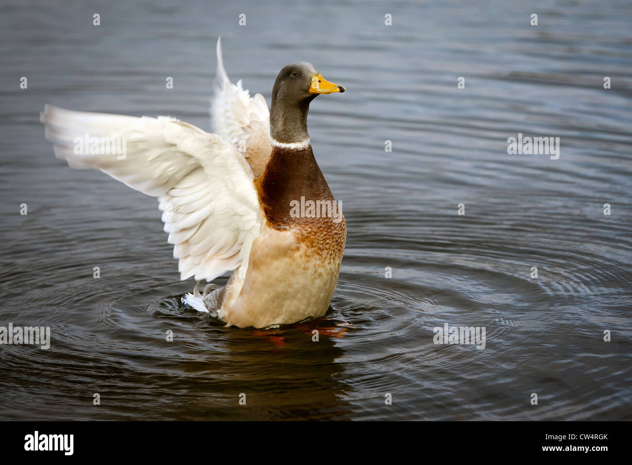 Les ailes battantes de canard et faisant des ondulations dans l'eau peu profonde Banque D'Images