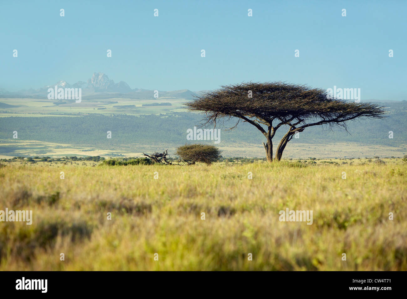 Le Mont Kenya et les Acacia Tree à Lewa Conservancy, Kenya, Africa Banque D'Images