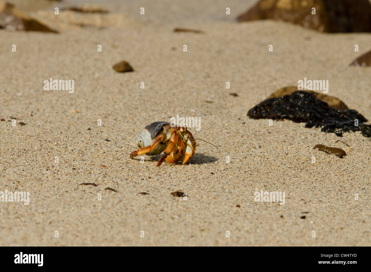 L'Equateur, Galapagos, San Cristobal. L'ermite de semi-terrestre (Coenobita compressus), les espèces indigènes. Banque D'Images