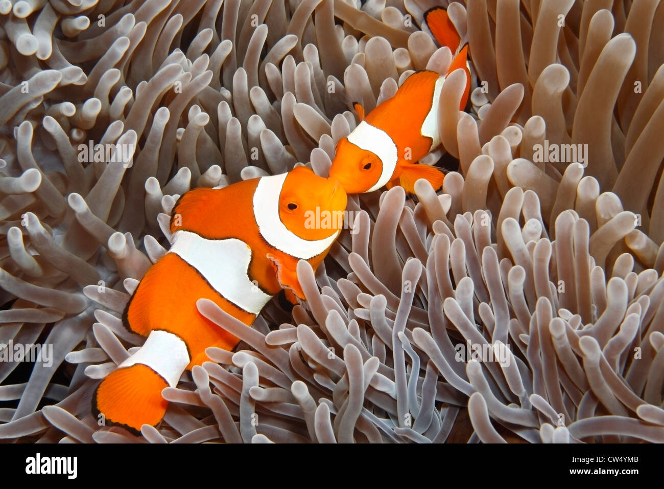 Poisson Clown Amphiprion percula Clown, dans leur anémone de mer. Banque D'Images