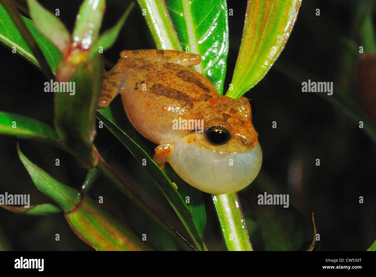 Arbuste commun Grenouille (Pseudophilautus popularis) appelant à la forêt de Sinharaja, Sri Lanka Banque D'Images