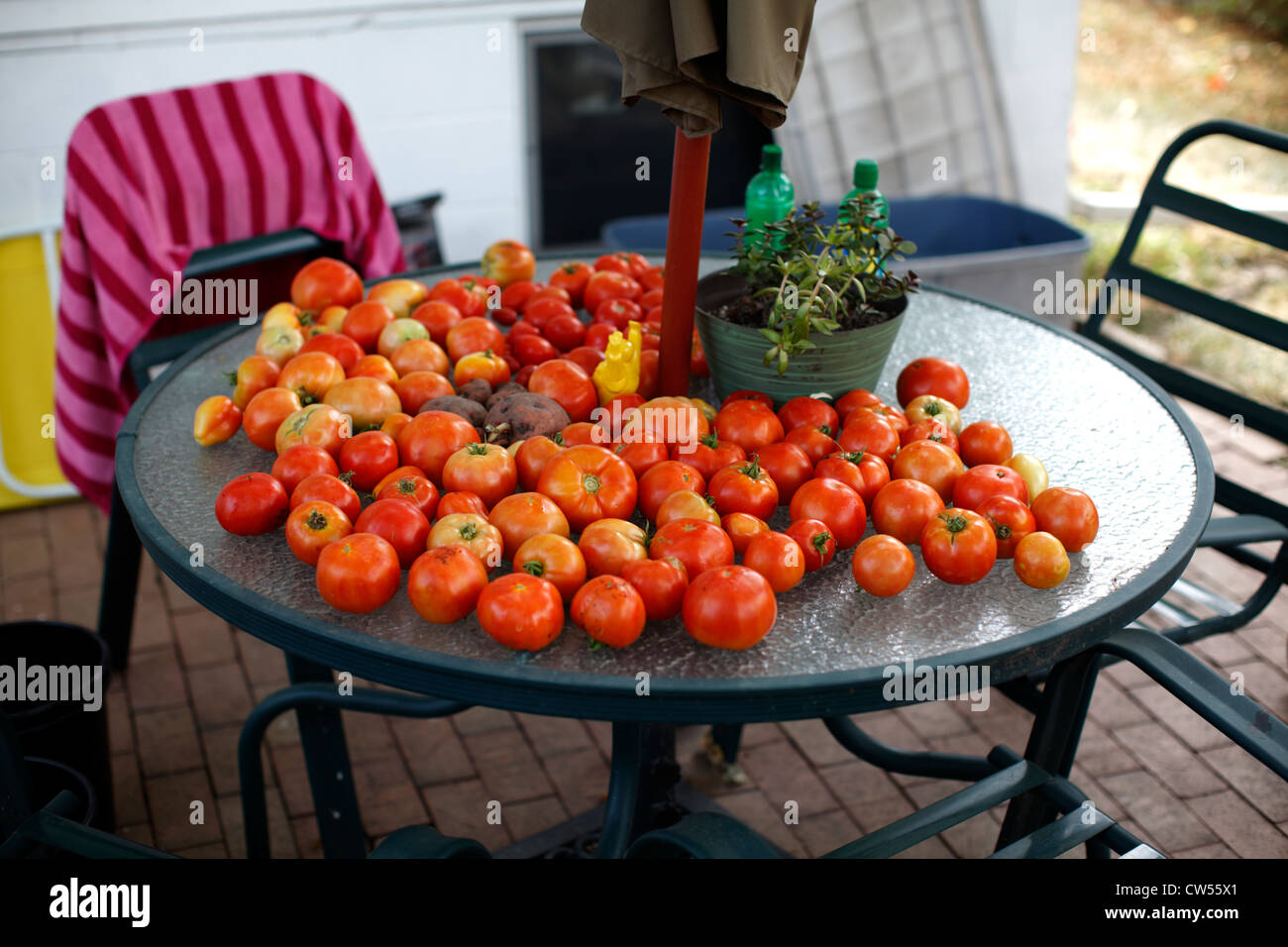 Une journée de récolte de tomates rouges frais sur une table de patio en verre. Banque D'Images