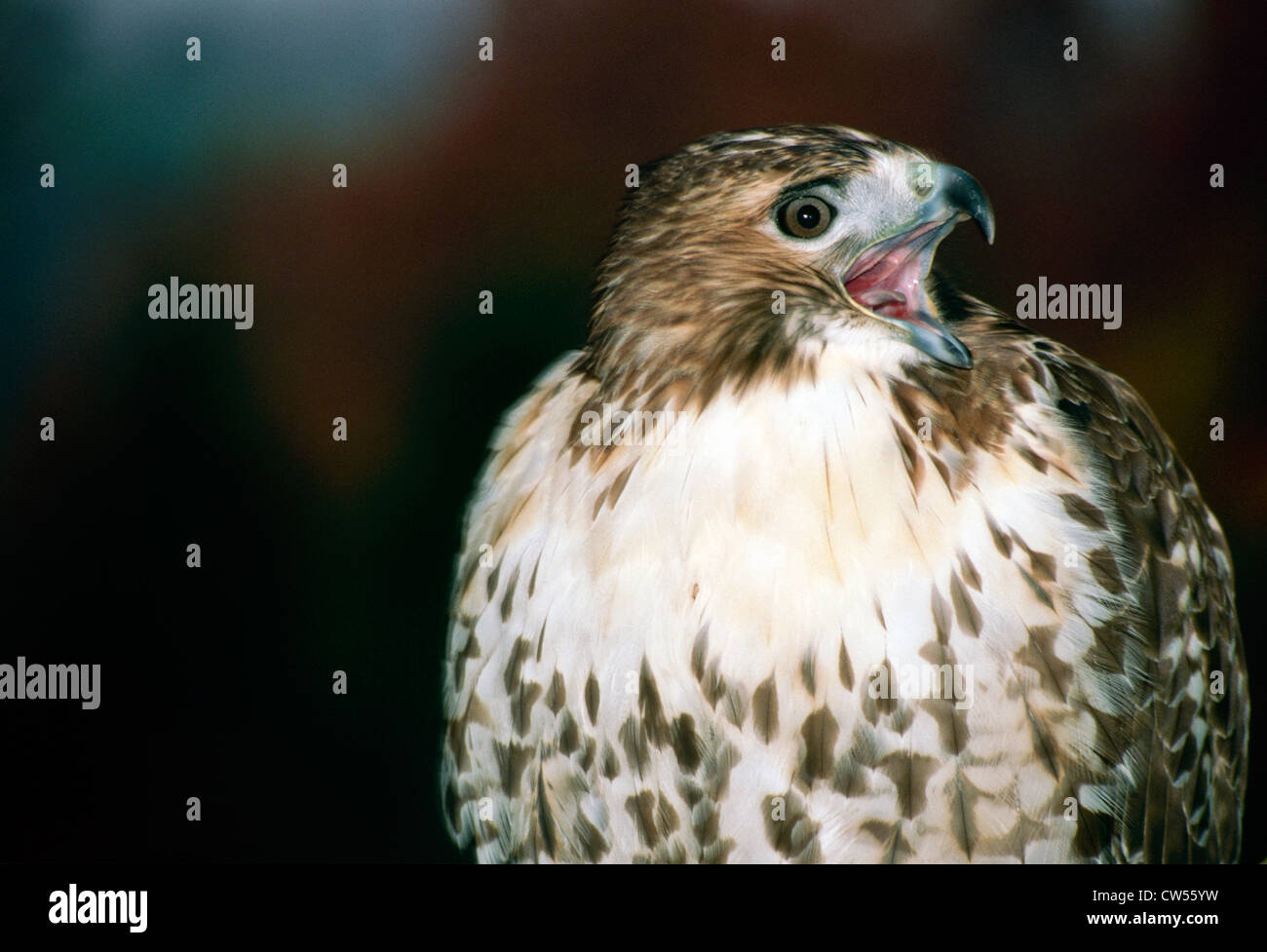 Red-tailed hawk appelant à l'automne, Missouri USA Banque D'Images