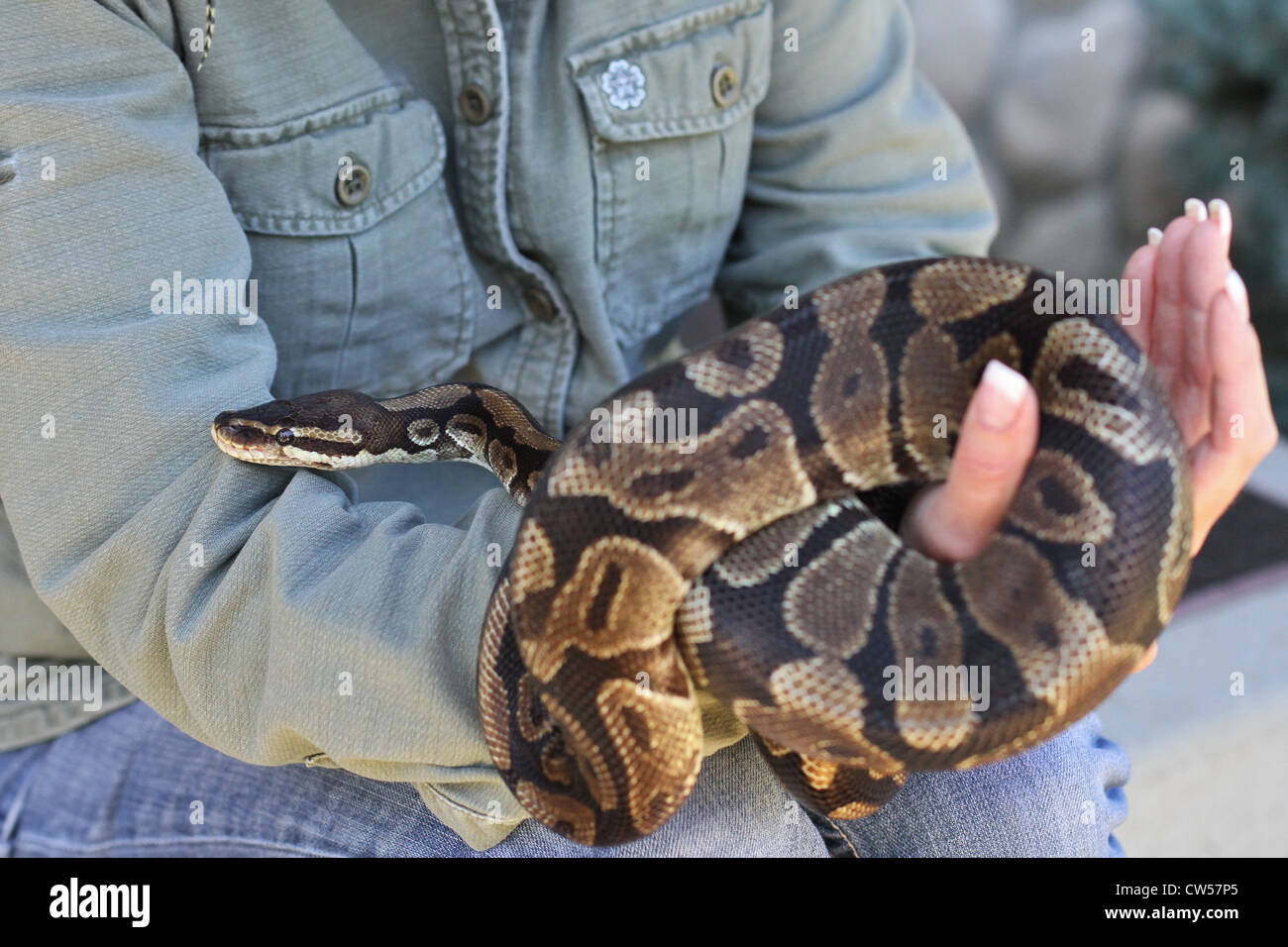 Un gros plan d'une femme tenant une boule python. Banque D'Images