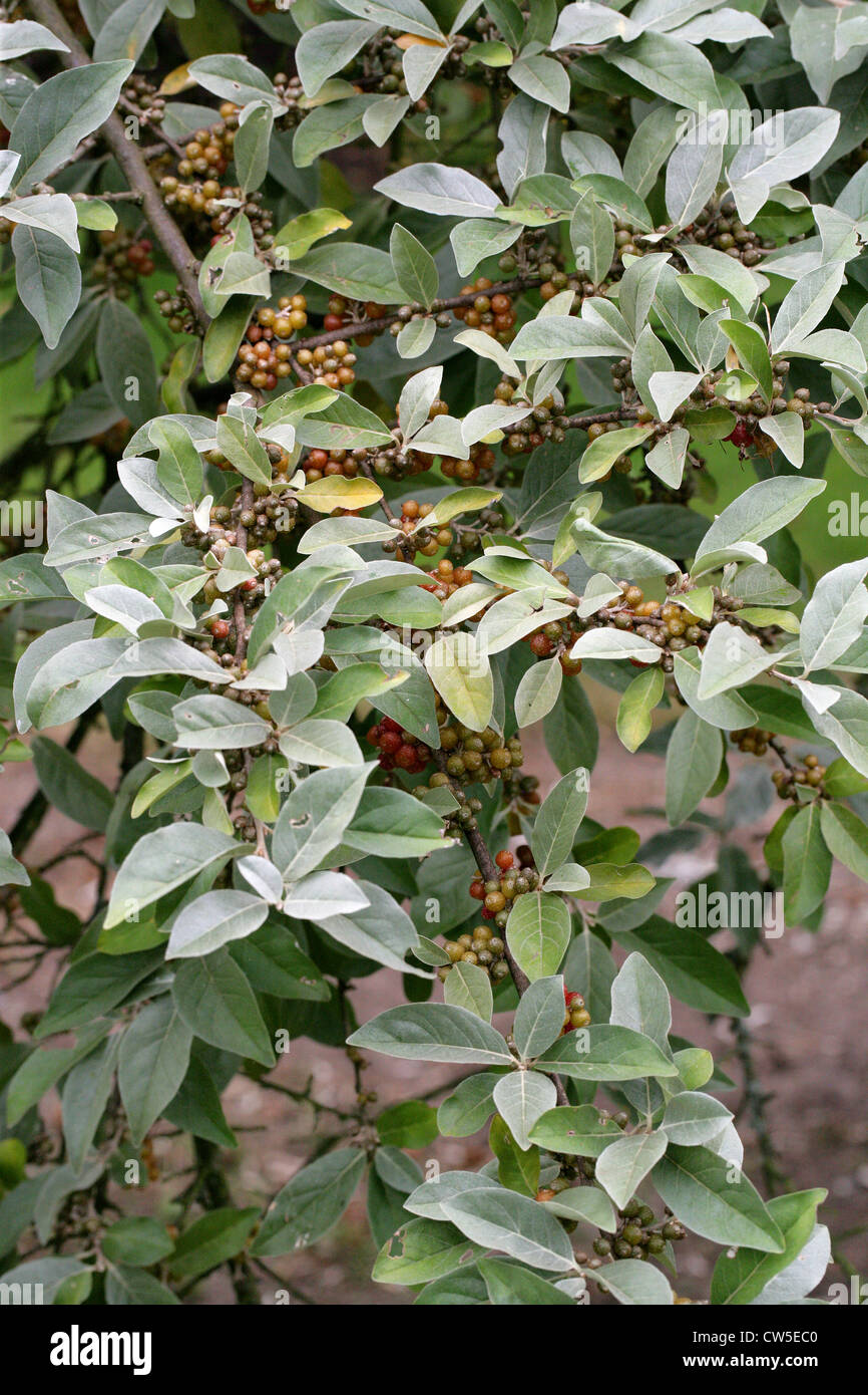 Olivier d'automne Elaeagnus umbellata, Baies, Elaeagnaceae, Japon, Chine, Corée, Asie Banque D'Images