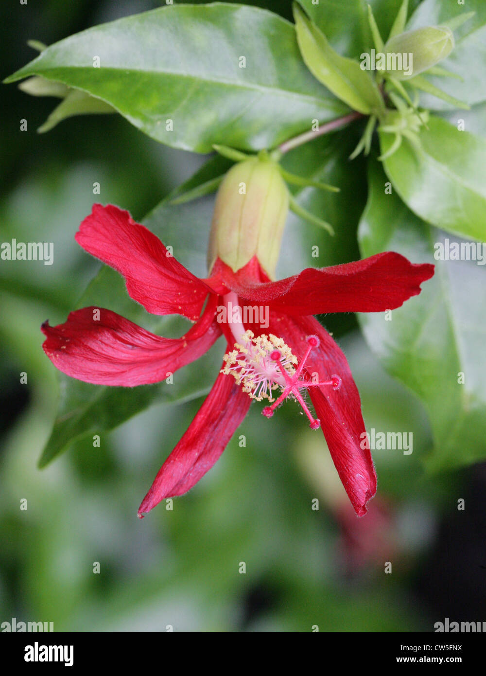 L'argile rouge, Hibiscus, Hibiscus clayi Rosemallow Kauai, Malvaceae. Hawaii. Les espèces de plantes en voie de disparition. Banque D'Images
