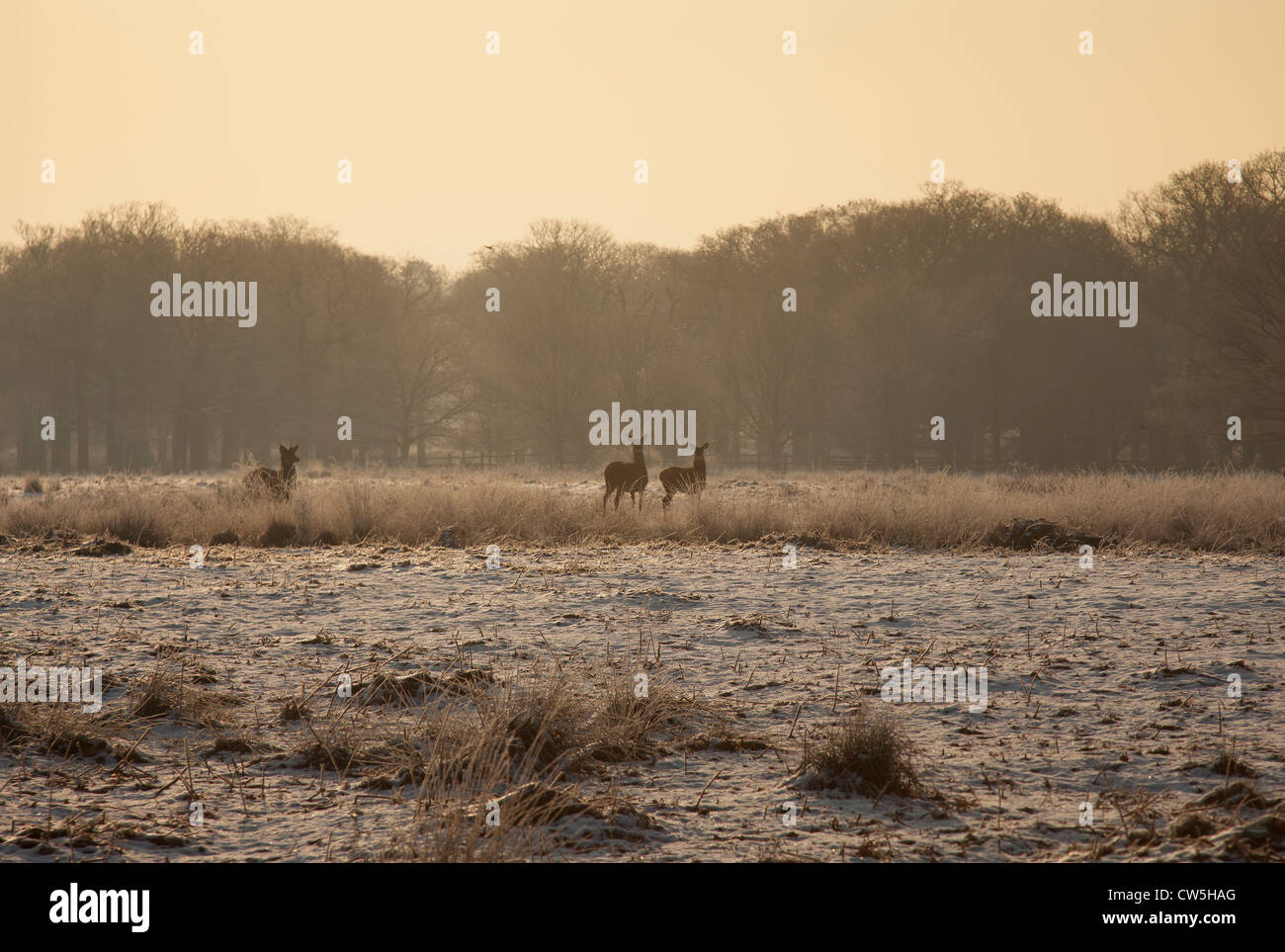 Cerfs dans Richmond Park Banque D'Images