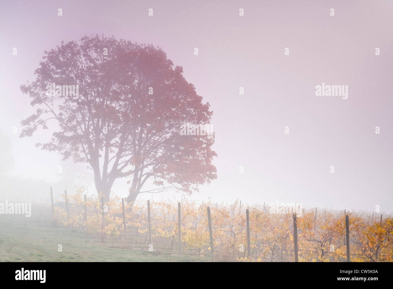 Brouillard sur une vigne, Willamette River, Oregon, USA Banque D'Images