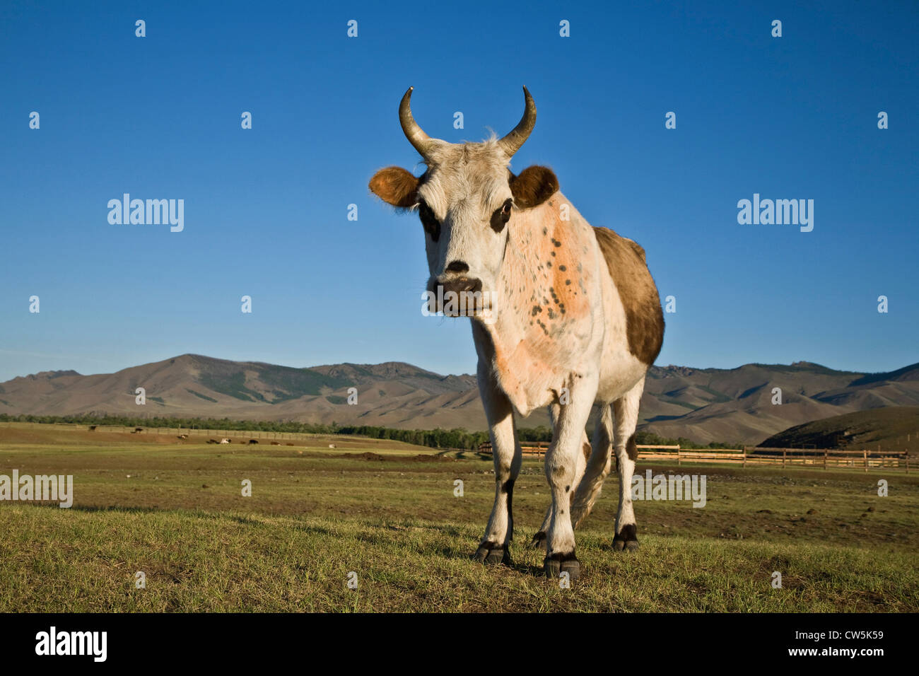 Cow standing dans un champ, Terelj, Mongolie Banque D'Images