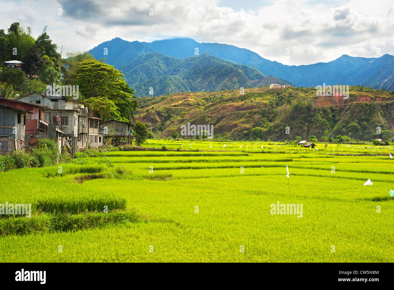 Les champs de riz dans les montagnes de la Cordillère, Philippines Banque D'Images
