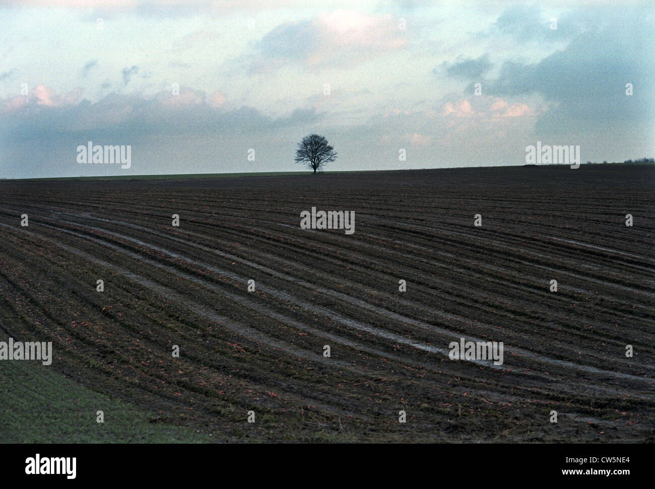 Paysage de champ en Saxe-Anhalt Banque D'Images