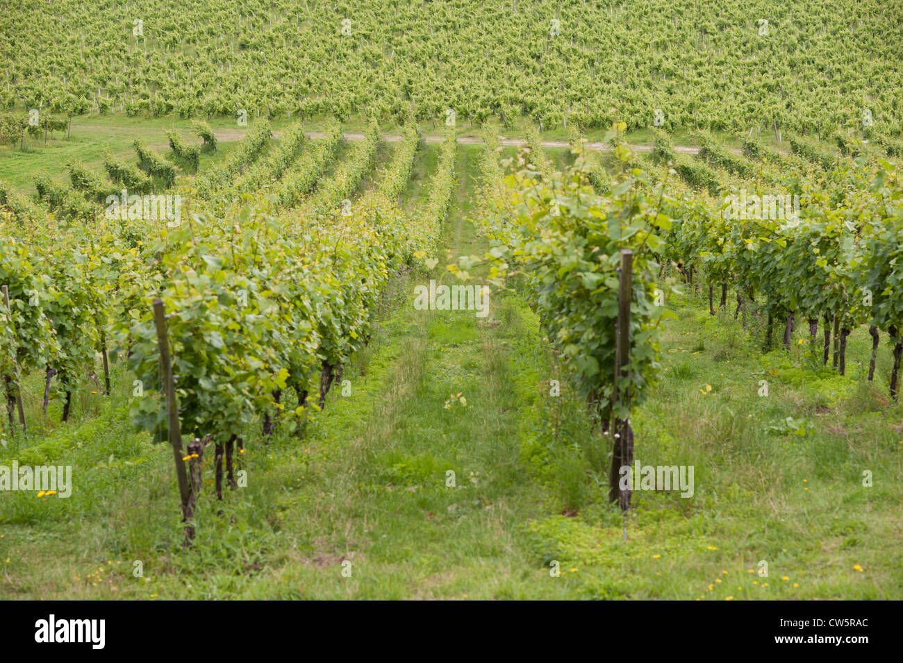 Vue d'un vignoble en août, Surrey, UK Banque D'Images