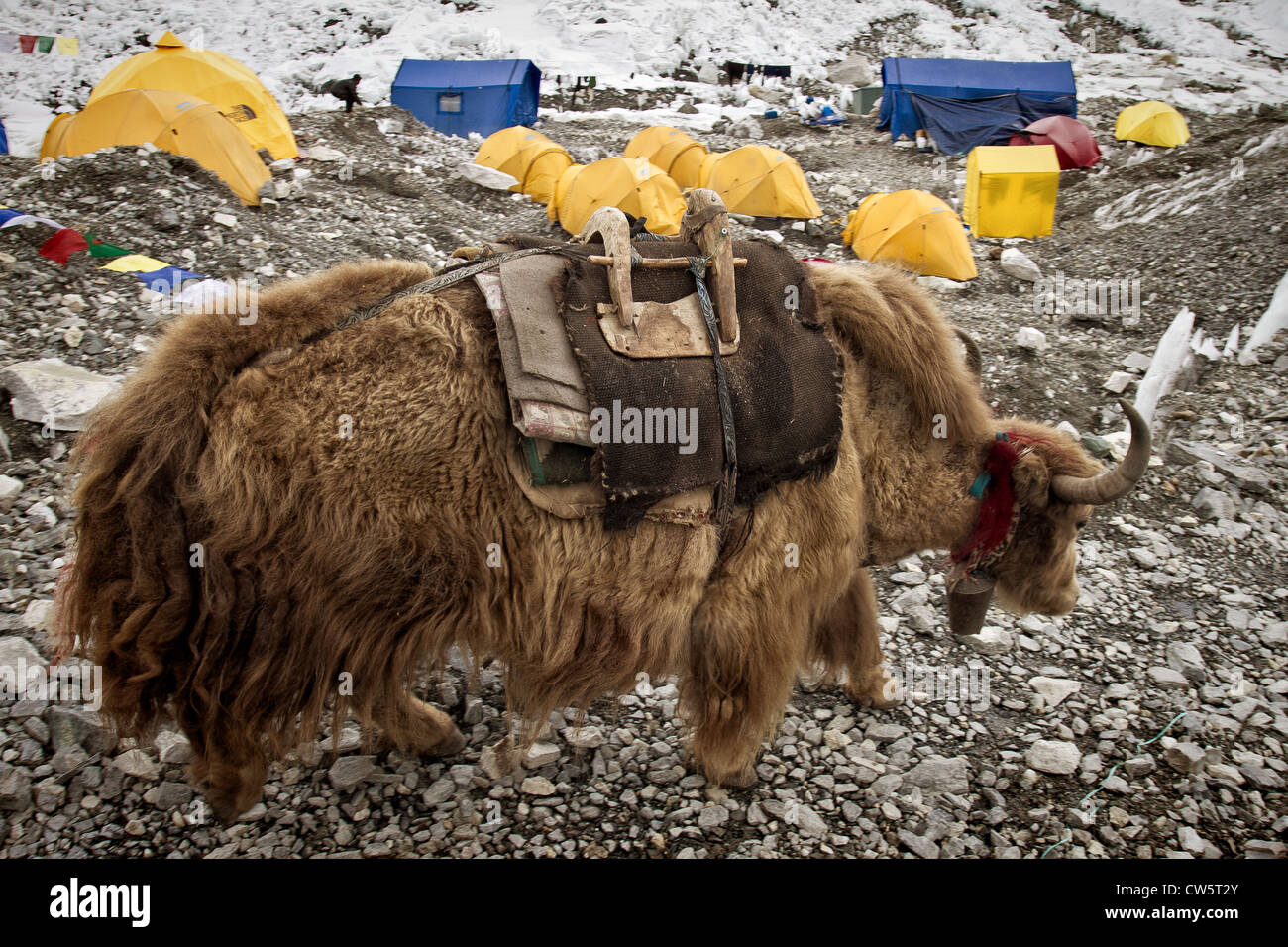 Un yak au camp de base de l'Everest, au Népal Banque D'Images Un yak au camp de base de l'Everest, au Népal Banque D'Images