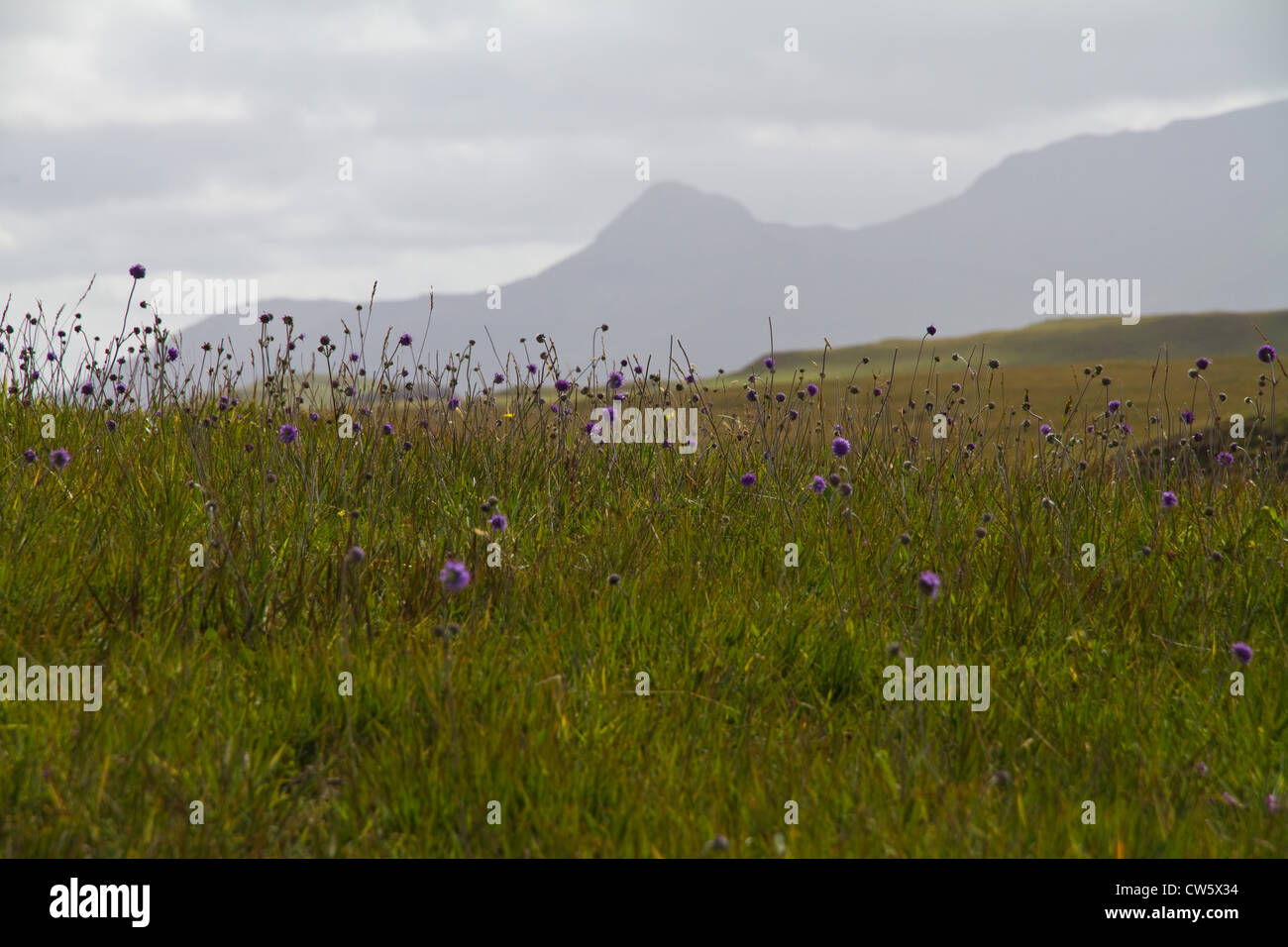 Devil's bit scabious (Succisa pratensis) sur le "machair" sur Sanday, à l'île de Canna, petites îles, Ecosse Banque D'Images