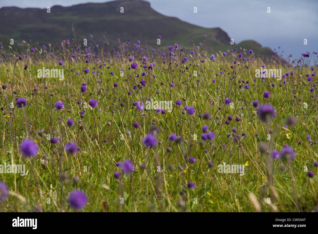 Devil's bit scabious (Succisa pratensis) sur le "machair" sur Sanday, à l'île de Canna, petites îles, Ecosse Banque D'Images