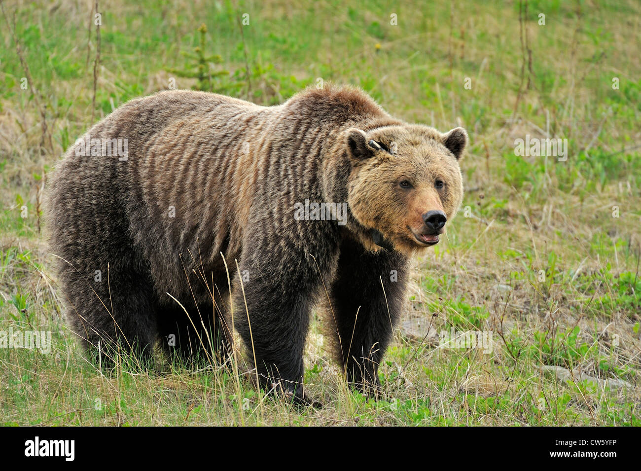 Un grizzli femelle sauvage Banque D'Images