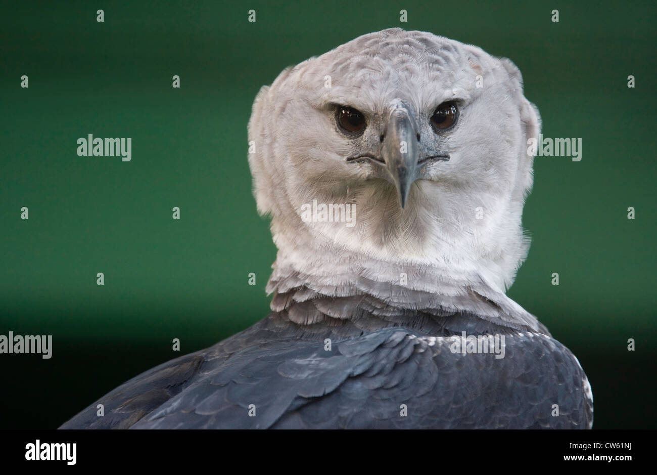 (Harpia harpyja HARPIE) Guyana, en Amérique du Sud. Prisonnier Banque D'Images
