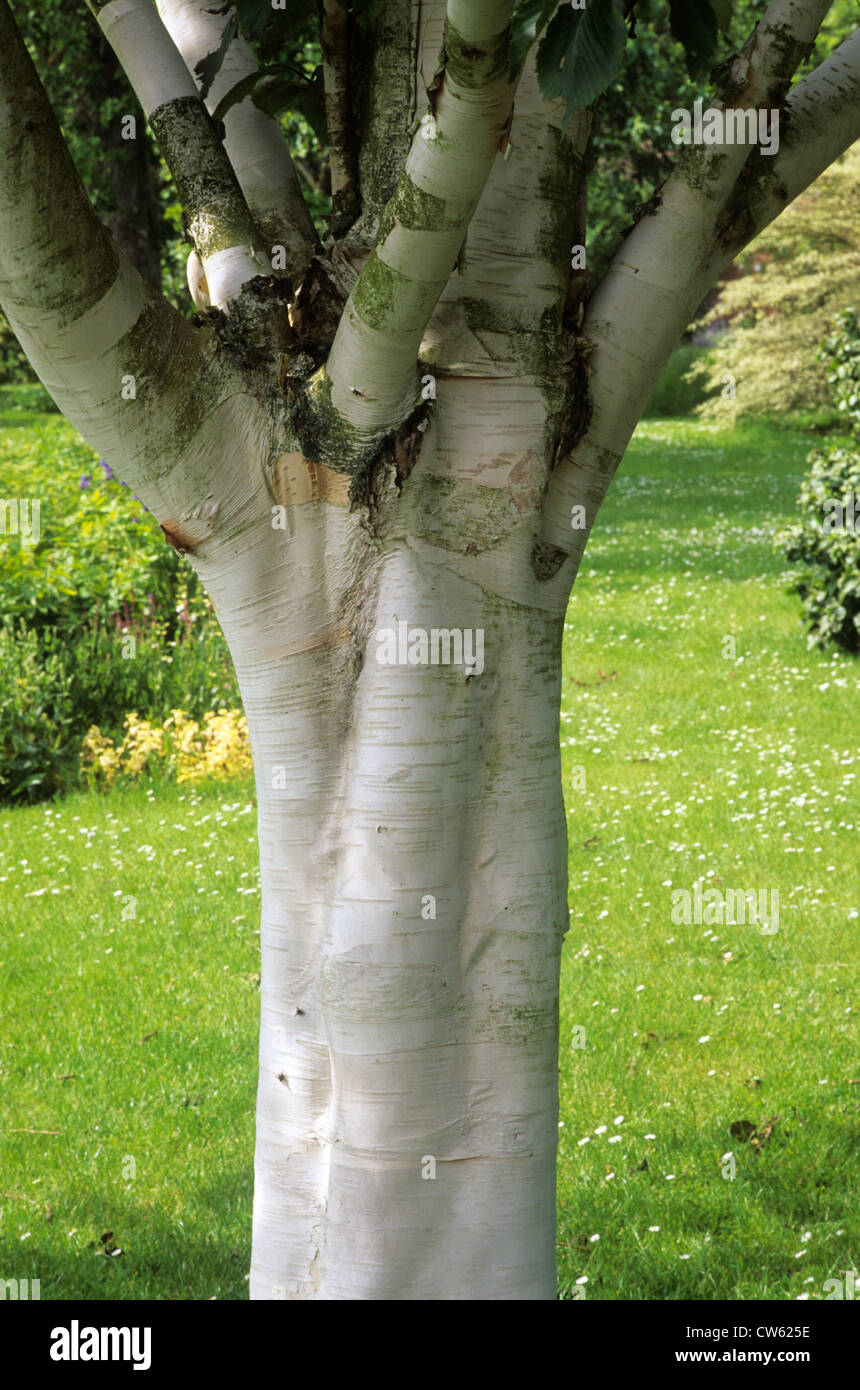 Le Betula utilis jacquemontii 'Inverleith', le tronc et l'écorce d'argent, argent bouleau arbres jardin jardins trunks Banque D'Images