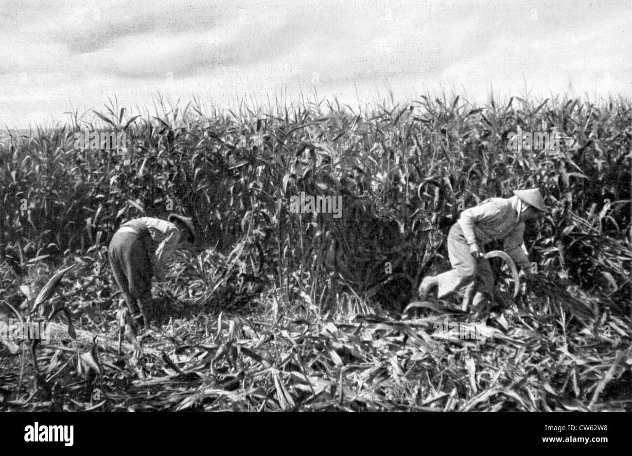 La Première Guerre mondiale. Les travailleurs agricoles indochinois dans les champs près de l'avant. 1916 Banque D'Images