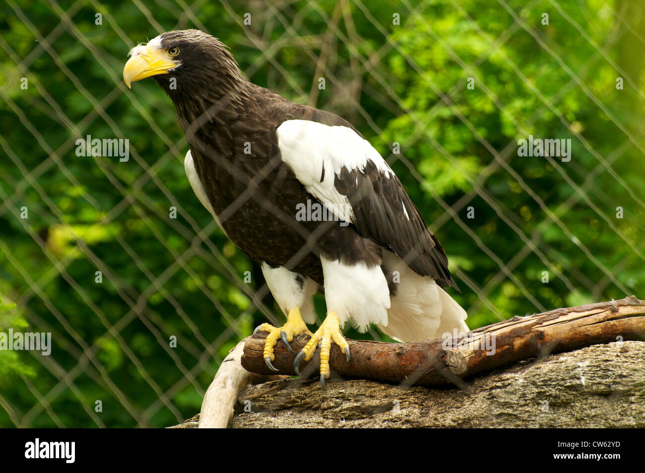 White-tailed Eagle Banque D'Images