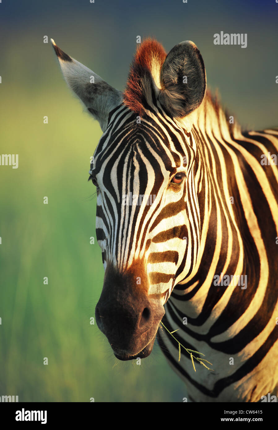 Zebra portrait - Parc National Kruger (Afrique du Sud) Banque D'Images