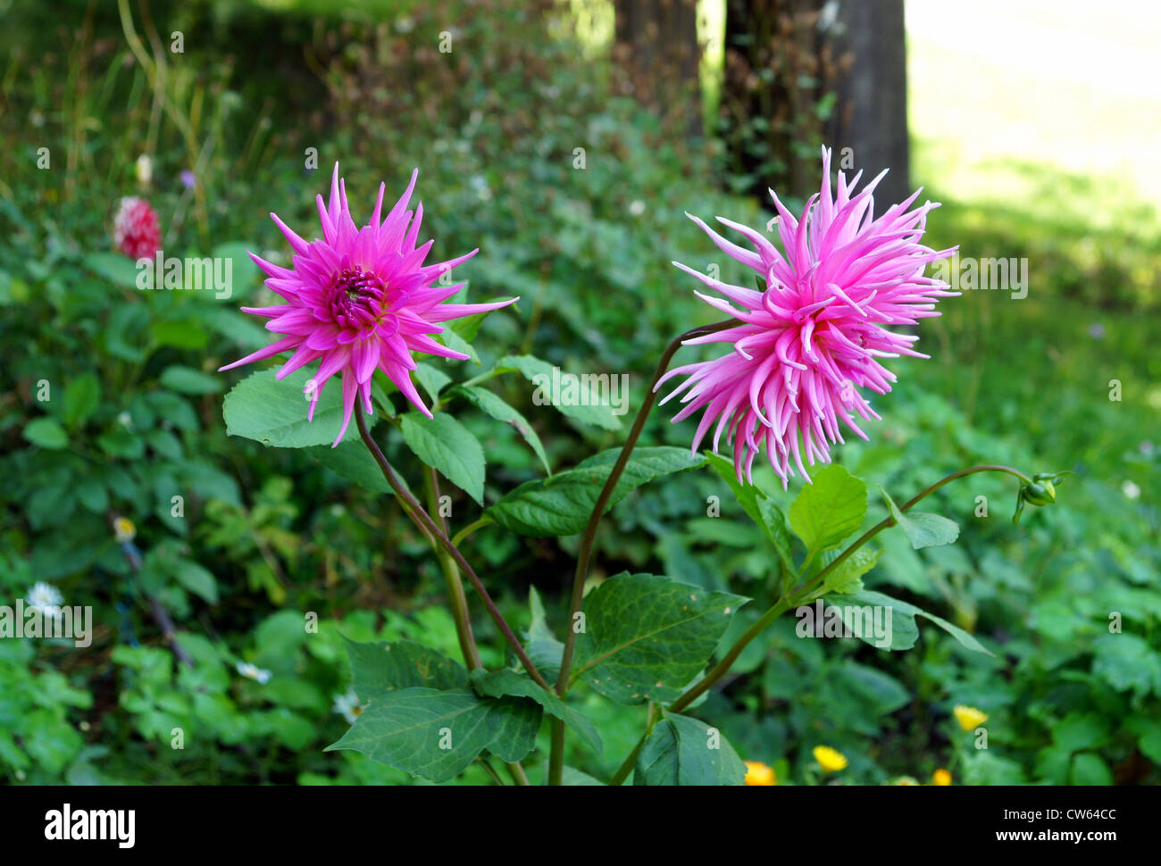 Belle fleur de pivoine rouge sur fond vert Banque D'Images
