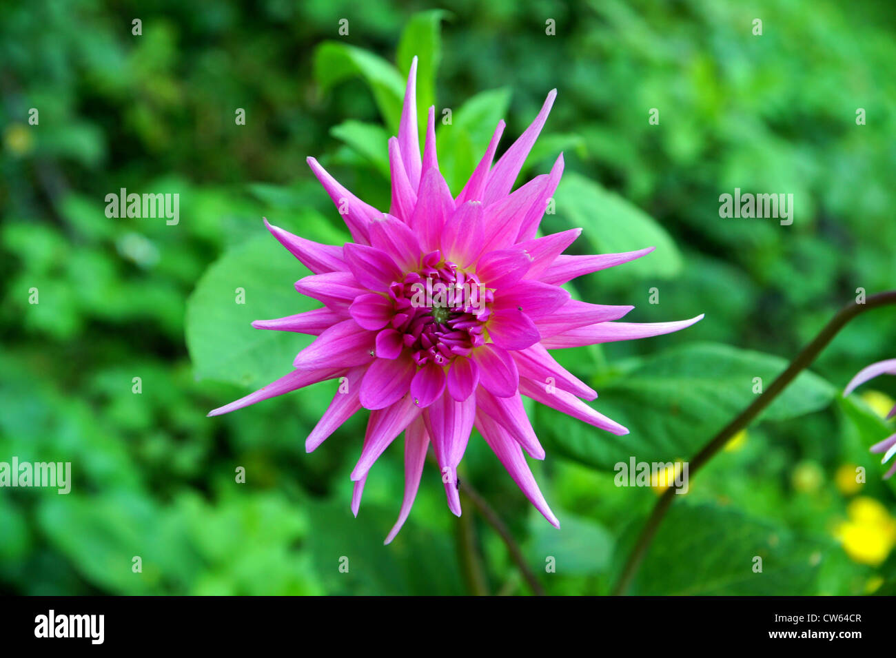 Belle fleur de pivoine rouge sur fond vert Banque D'Images