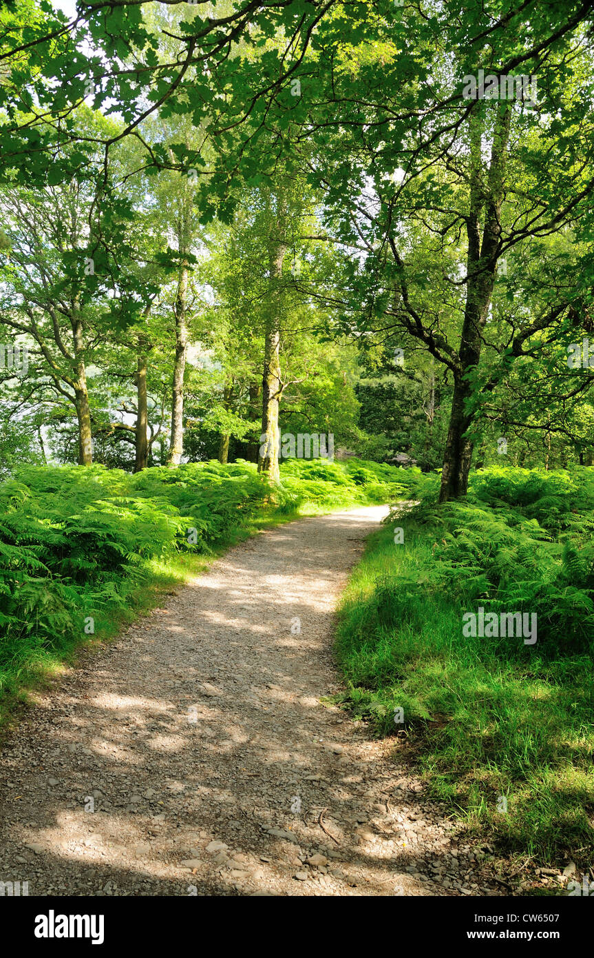Chemin des bois en été dans Manesty Park, près de Keswick, Lake District Banque D'Images
