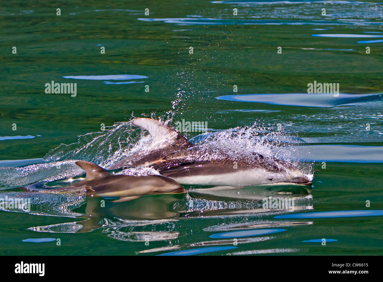 Les Dauphins à flancs blancs du Pacifique sauvage, mère avec bébé, voyageant à grande vitesse dans les eaux de Knight Inlet, en Colombie-Britannique, Banque D'Images