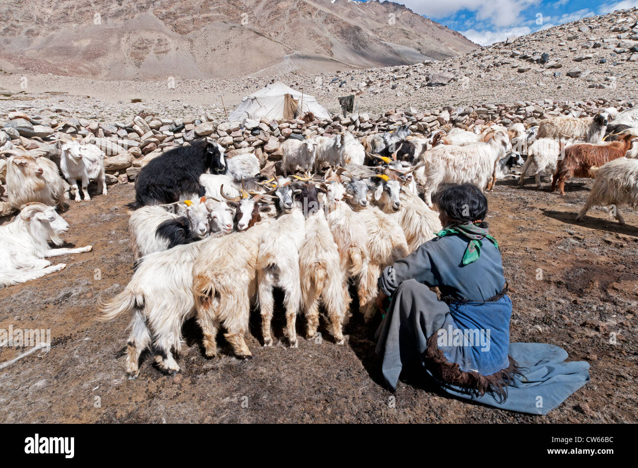 Une femme nomade dans une robe bleue la traite des chèvres Pashmina à Dibring Village, un campement nomade au Ladakh, Inde Banque D'Images