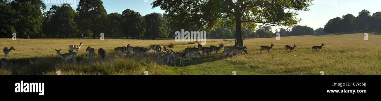 Grand écran panoramique tourné de Red Deer et de daims , Richmond Park, à l'ouest de Londres, Angleterre Banque D'Images