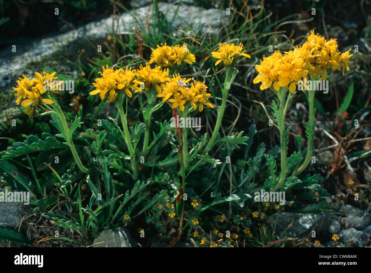 Séneçon jacobée (Senecio carniolicus carnioliennes, Senecio incanus ssp. carniolicus), la floraison, l'Italie, Alpes Banque D'Images