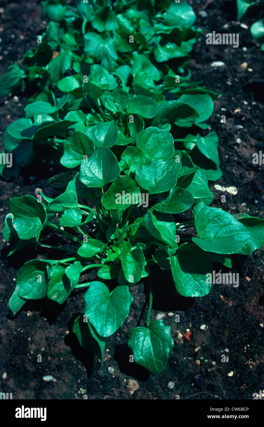 Le scorbut (commune d'herbe Cochlearia officinalis), de l'habitude Banque D'Images